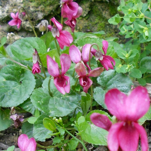 Sweet Violet 'Coeur d'Alsace'